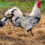 Silver Spangled Hamburg Chicks