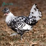 Silver Spitzhauben Chicks