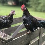 Spangled Old English Bantam Chicks