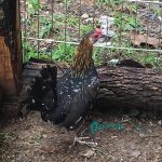 Spangled Standard Old English Chicks