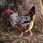 Speckled Sussex Chicks
