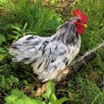 Splash Cochin Bantam Chicks