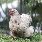 Splash Cochin Standard Chicks