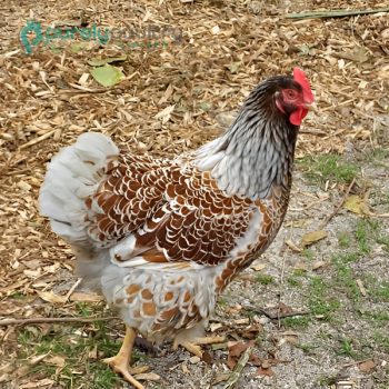 Splash Laced Red Wyandotte Chicks