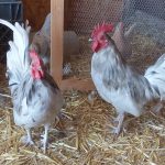 Splash Old English Bantam Chicks