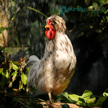 Splash Polish Chicks