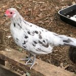 Splash Rosecomb Bantam Chicks