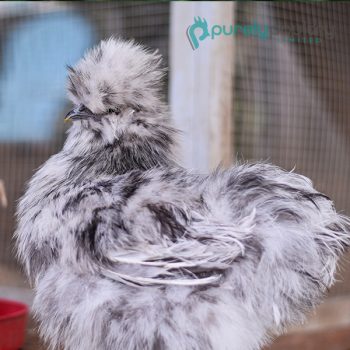 Splash Silkie Bantam Chicks