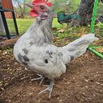 Splash Standard Old English Chicks