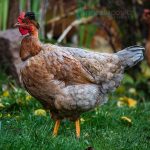Turken Naked Neck Chicks