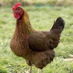 Welsummer Chicks