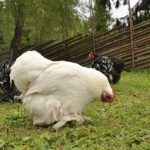 White Cochin Bantam Chicks