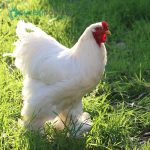 White-Cochin-Standard-Chicks