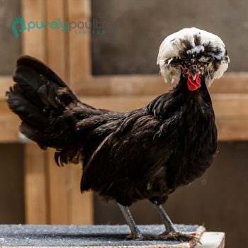 White Crested Black Polish Chicks
