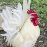 White-Japanese-Bantam-Chicks
