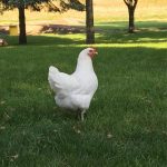 White Jersey Giant Chicks