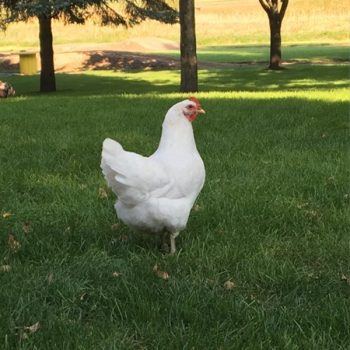 White Jersey Giant Chicks