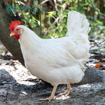 White Leghorn Chicks