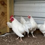 White-Old-English-Bantam-Chicks