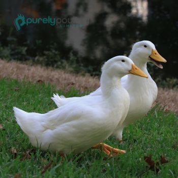 White Pekin Ducklings