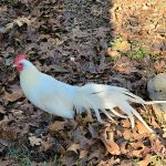 White Phoenix Bantam Chicks