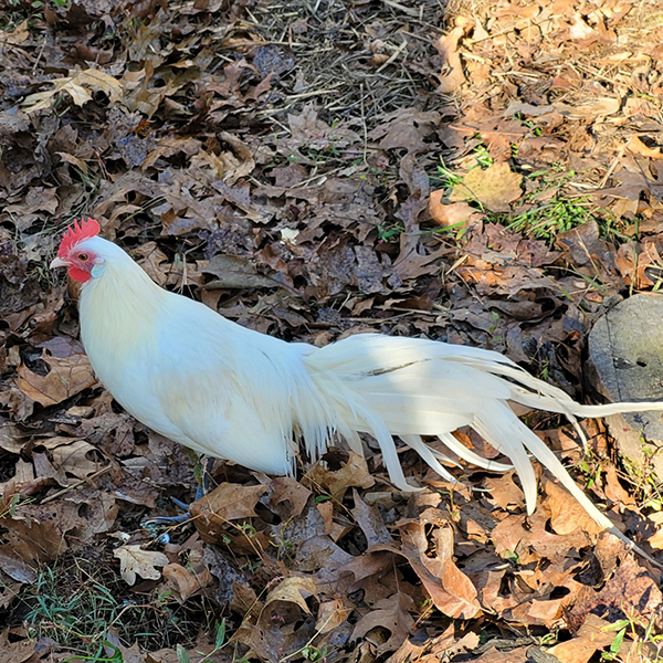 White-Phoenix-Bantam-Chicks White Phoenix Bantam Chicks