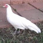 White-Phoenix-Chicks