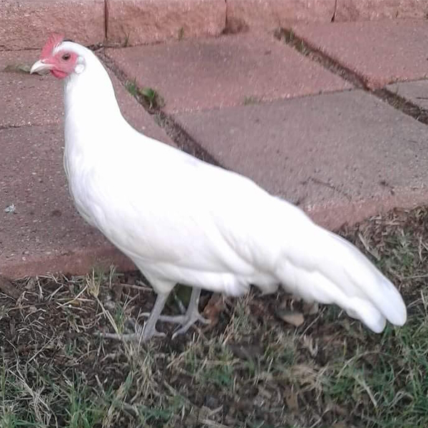 White-Phoenix-Chicks White Phoenix Chicks