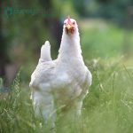 White-Plymouth-Rock-Chicks