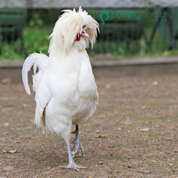 White Polish Chicks