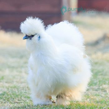White Silkie Bantam Chicks