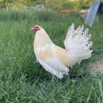 White Standard Old English Chicks