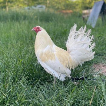 White Standard Old English Chicks