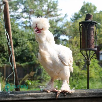White Sultan Chicks