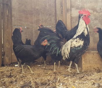 White Yokohama Chicks