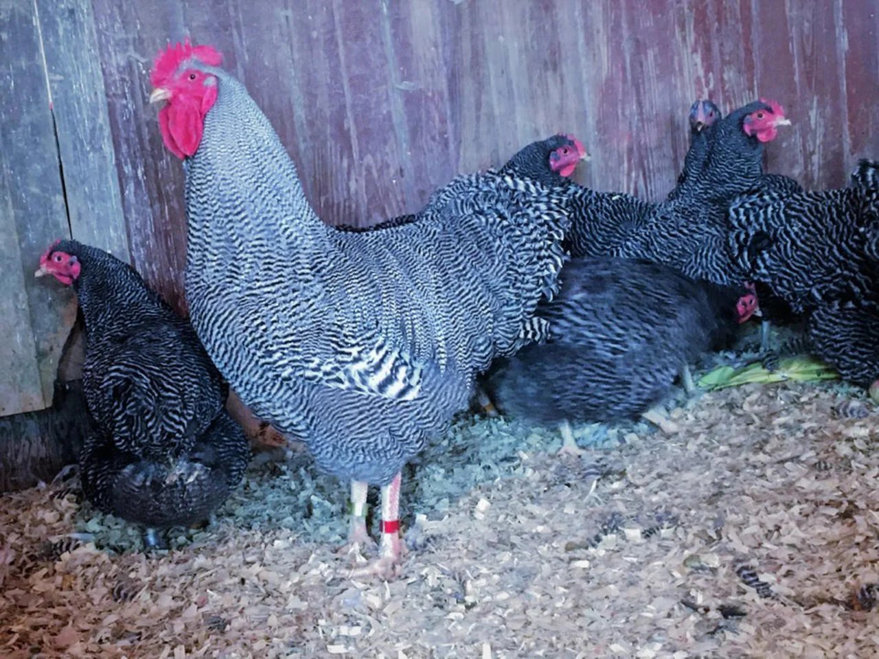 barred_plymouth_rock_bantam__53357.jpg