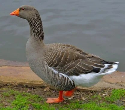Toulouse Geese