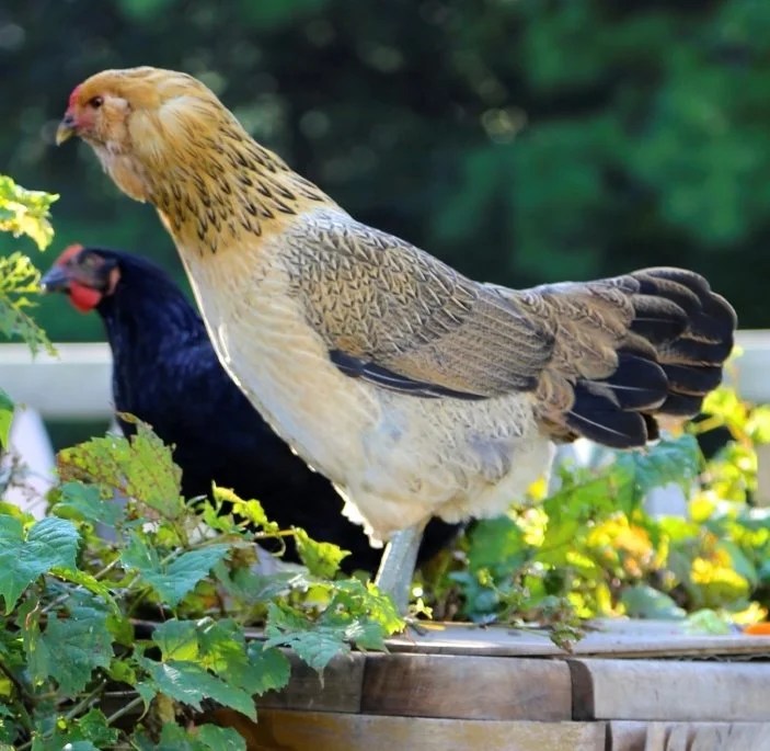 Easter Egger Started Pullet
