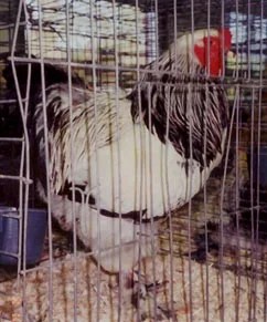 exhbrahma1.jpg