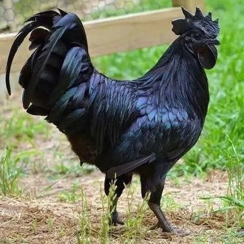 Black Kadaknath Adult Birds, Protein: High Protein, 1.2 kg