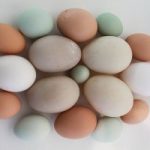 hatching-eggs-icon