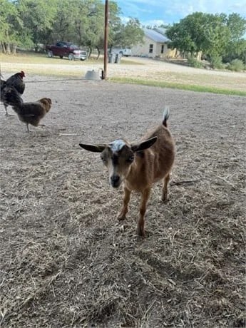 3 Full Blood Nigerian Dwarf – Kid – Bucks