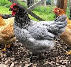 blue sapphire gem chicken