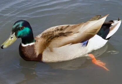 Rouen Ducks