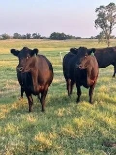 46 Angus – Cows