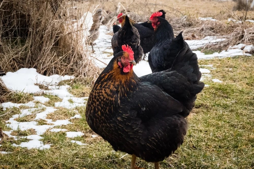 black stars chicken