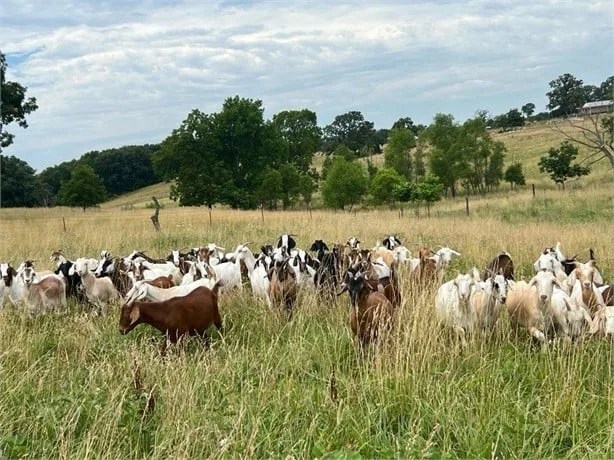 130 Boer, Kiko, Spanish – Does